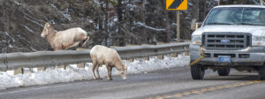 Big Horn sheep crossing highway in front of vehicles