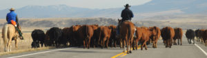 cattle being herded along rural highway
