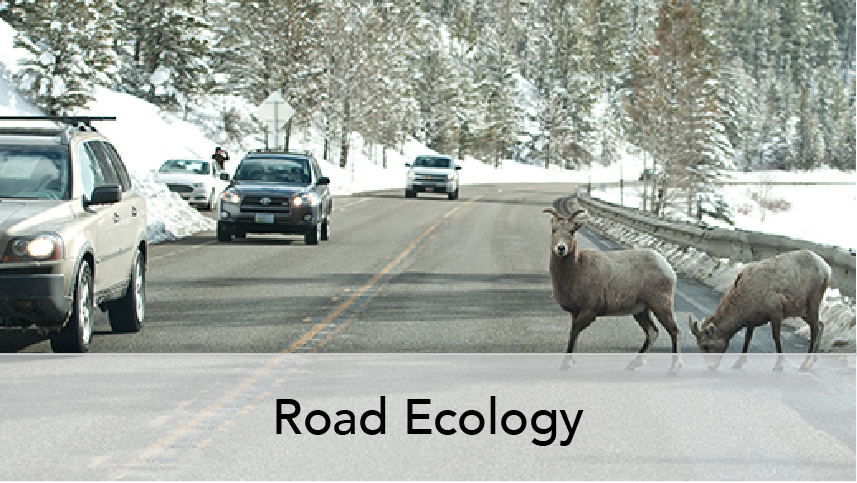 WTI Program Thumb Road Ecology. Image subject, Bighorn sheep on rural highway with oncoming vehicles.