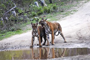 India-Two tigers stand by puddle in middle of dirt road