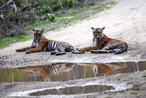 India-Two tigers lay by puddle in middle of dirt road