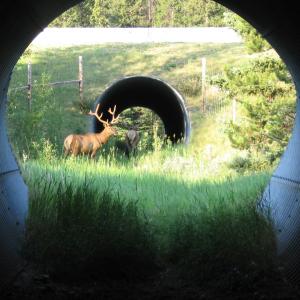 Image of elk near entrance of a wildlife underpass