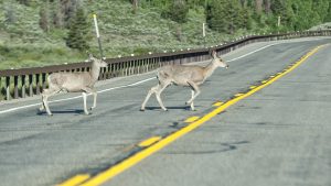 Two deer crossing guard rail and road on Hwy 191 approaching Jackson Hole, WY.