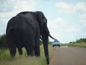 African elephant standing next to road in South Africa