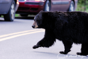 black bear crossing road