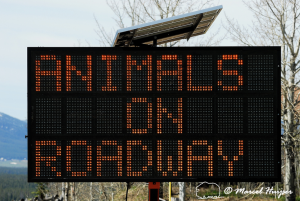 Solar powered variable message sign displaying Animals on Roadway