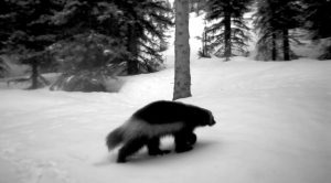 Black and white image of a wolverine walking through snowy forest