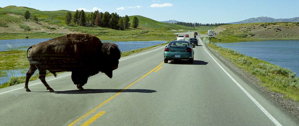 Bison crossing road between vehicles in Yellowstone National Park