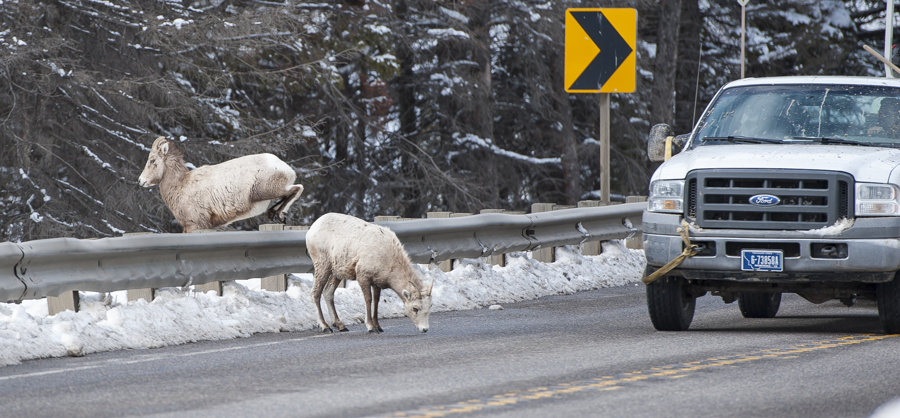 Vehicle approaches two Big Horn sheep on Hwy 191. One is licking salt from the road surface, the other is jumping over a guardrail away from the road. There is a road curve warning sign in the backgorund.