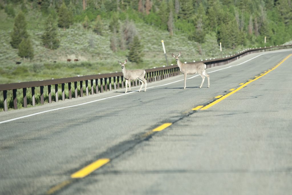 two deer crossing a two-lane highway through a forest