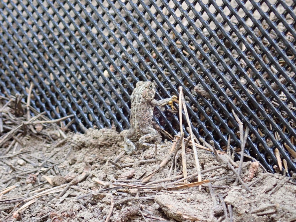 A Yosemite toad looks through mesh fencing alongside a road used to mitigate negative road impacts and guide amphibians towards safe passages.