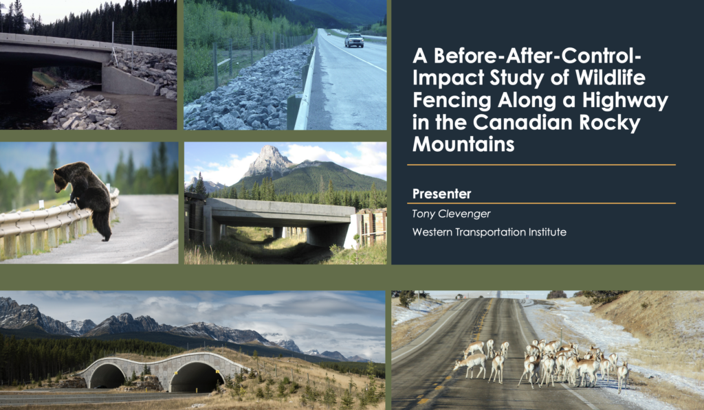 Cover A Before-After-Control-Impact Study of Wildlife Fencing Along a Highway in the Canadian Rocky Mountains