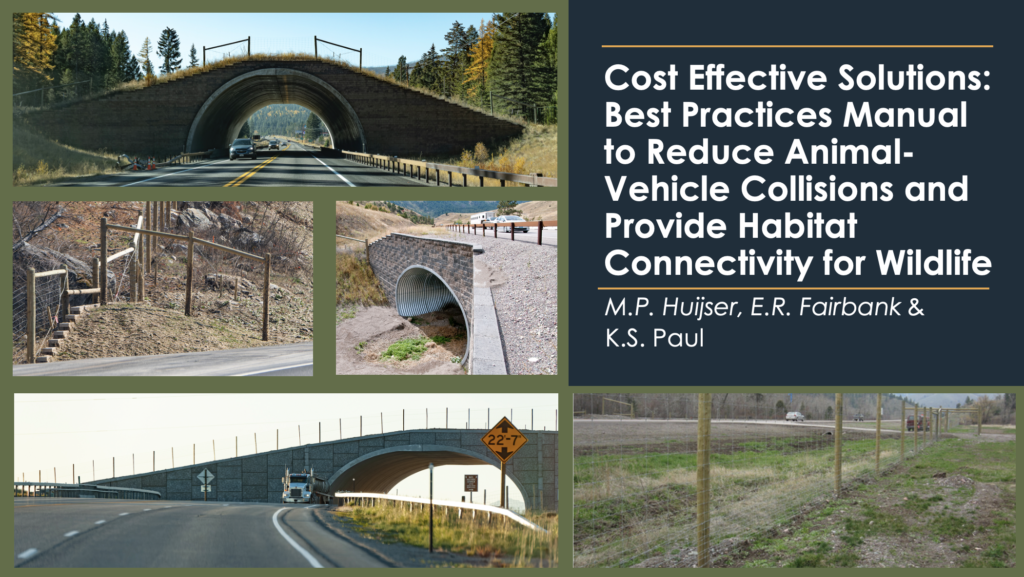 Presentation cover. Cost Effective Solutions: Best Practices Manual to reduce Animal-Vehicle Collisions and Provide Habitat Connectivity for Wildlife