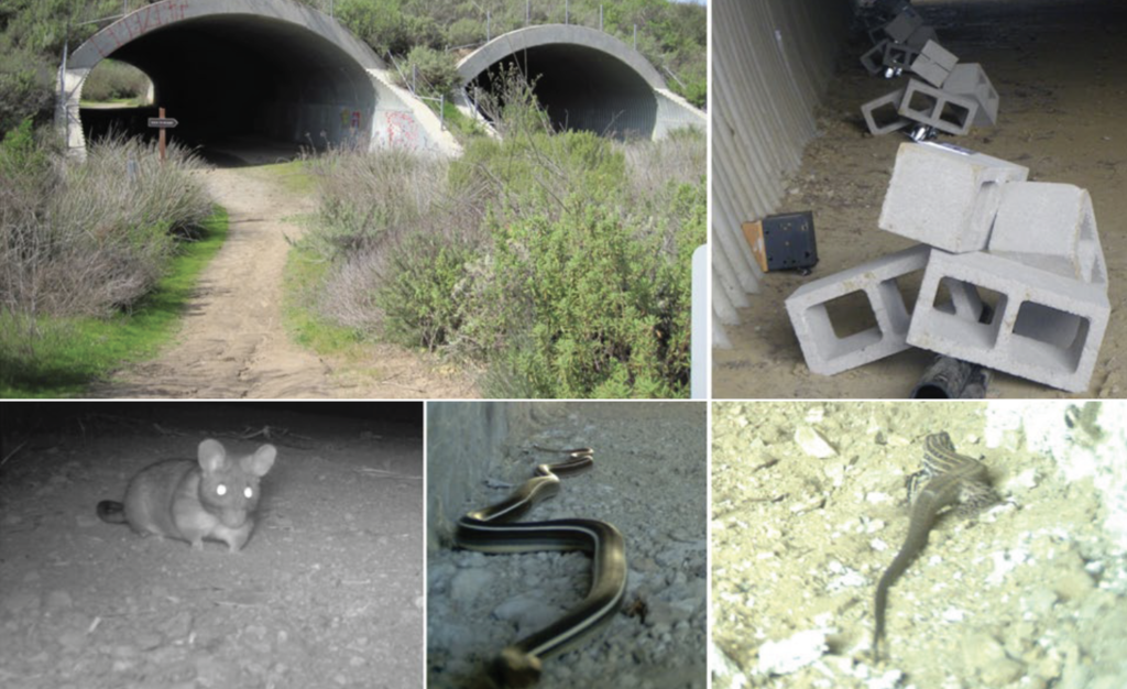 Collage of small speicies using underpass