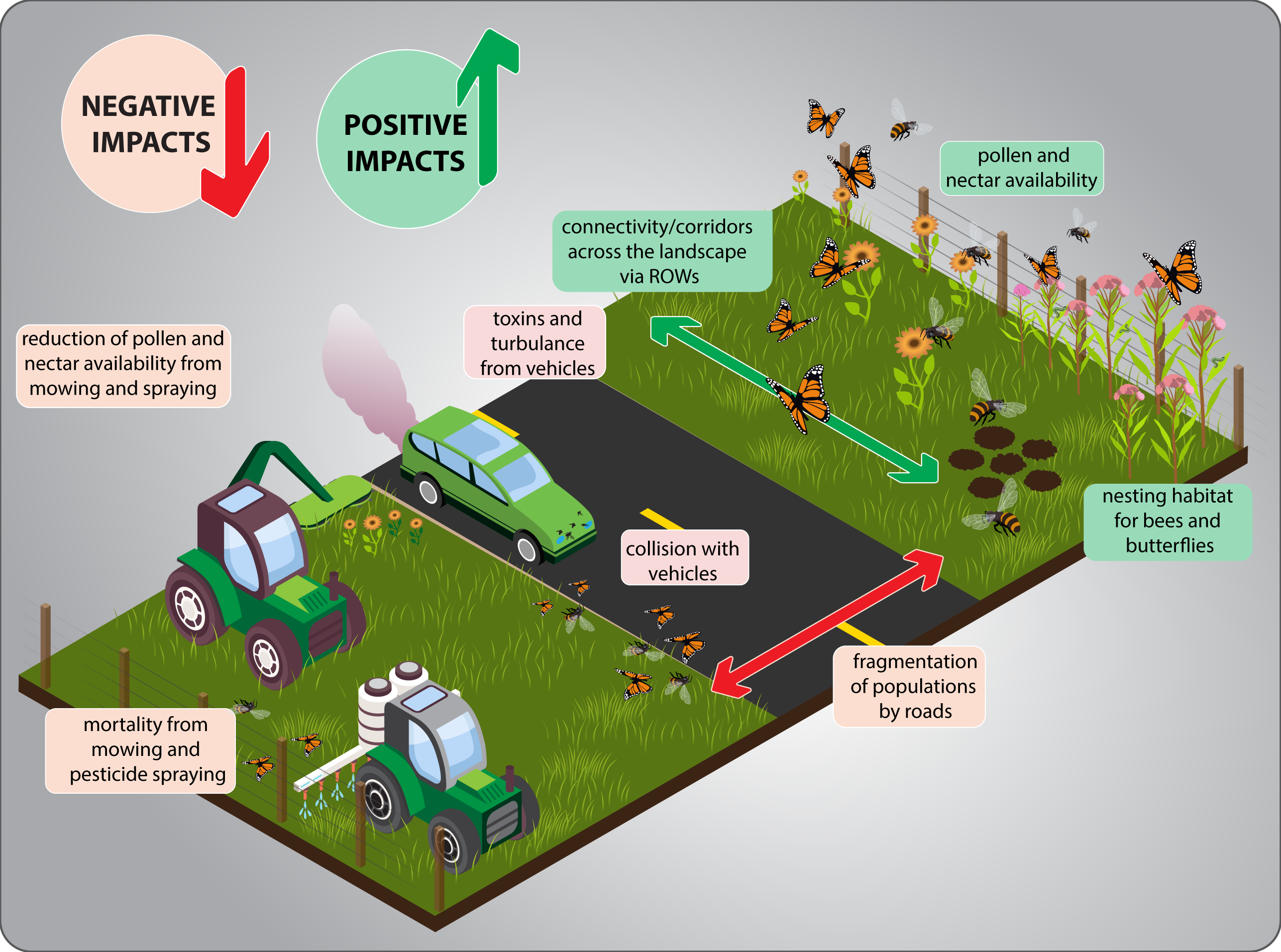 Graphic indicating the positive and negative impacts of roads and right of way maintenance/management such as mowing, weed management and toxins on pollinator insects such as bees and Monarch Butterflies
