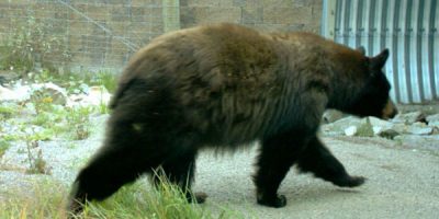 Black bear using underpass on US93